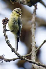 Mésange bleue juvénile