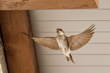 Hirondelle des fenêtres © Olympixel