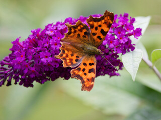 Polygonia c-album ou robert le diable