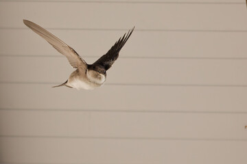 Hirondelle des fenêtres © Olympixel