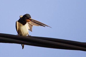 Hirondelle rustique © Olympixel