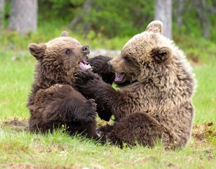Obraz premium Two playful brown bear cubs wrestling and tumbling in a grassy forest clearing showcasing their wild nature.