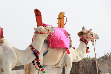 Tourists Camels in Djerba, Tunisia