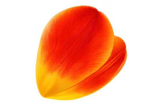 Orange red tulip petal isolated with transparent background