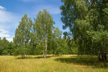 Typowa łąka na Pojezierzu Mazurskim, Polska   Typical meadow in the Masurian Lake District, Poland © Adrian White