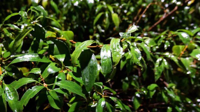 The Portuguese laurel cherry leaves sparkle with evening rain