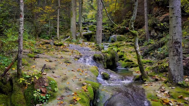 Calm forest stream with fallen autumn leaves, camera moves left showing mossy rocks and trees