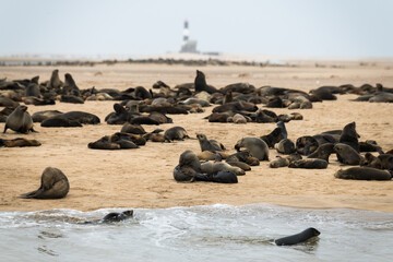 Dolphin Cruise & Sandwich Harbour Combo