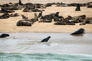 Dolphin Cruise & Sandwich Harbour Combo