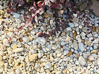 Decorative pebbles mixed with colorful foliage in a tranquil garden setting, highlighting nature's beauty and harmony