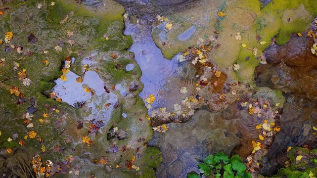 Top view of forest stream and mossy stones, camera rises slowly revealing patterns of autumn colors