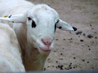 Ein Brillenschaf schaut neugierig in die Kamera.