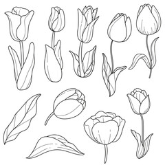 Spring Tulip Line Art Set: Hand-Drawn Floral Outlines & Leaves for Botanical Design