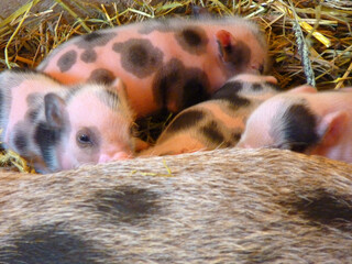 Junge Ferkel trinken Milch bei der Mutter.