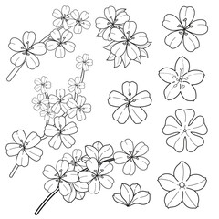 Elegant Cherry Blossom Line Art Collection. Hand-drawn Sakura Flowers and Branches Outline Vector Set for Spring Botanical Design.