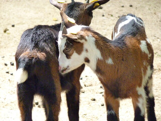 Zwei junge Ziegen beschnuppern sich.