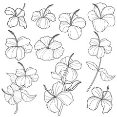 Vector outline set of hibiscus flowers. Hand-drawn tropical floral elements for coloring books, designs, and botanical illustrations.