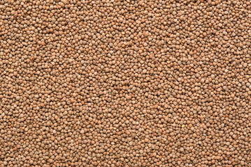 Perilla sesame seeds, an ingredient for making vegetarian and healthy food. Close-up image of food background texture