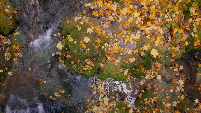 Top view of forest creek filled with colorful autumn leaves moving gently over mossy stones