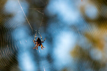A dark spider on a spider's web, the background of a summer forest is blurred