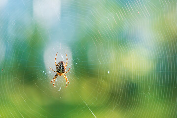 A spider is sitting in the center of a web