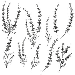 Hand-drawn Lavender Flowers Line Art Set. Botanical Sprigs Outline Illustration. Elegant Floral Design Elements Collection.