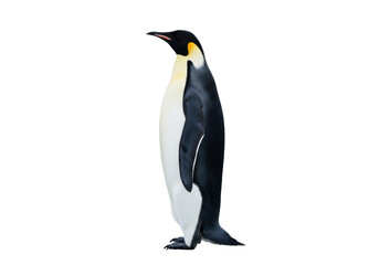 Isolated emperor penguin stands tall its distinctive yellow markings are visible, graceful bird