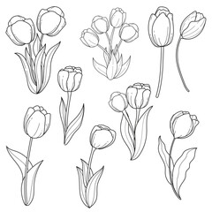 Hand-drawn tulip flower illustrations set. Black and white botanical line art collection of spring plants for design.