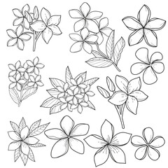 Hand-Drawn Plumeria Flowers Line Art Set. Botanical Frangipani Illustrations, Tropical Floral Elements.