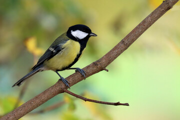 Great tit
