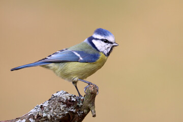 Blue tit
