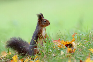 Red squirrel