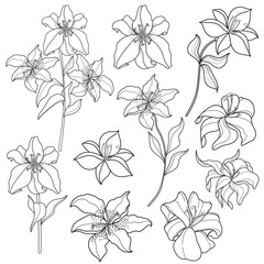 Elegant Line Art Lily Flowers Collection. Botanical Hand-Drawn Lily Blooms & Stems. Floral Outline Illustrations Set.
