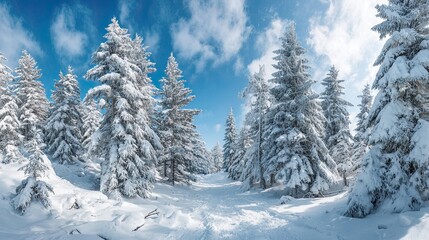 Snow covered pine forest with bright blue sky and sunlight shining through trees on a peaceful winter day