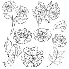Elegant Floral Line Art Illustrations: Botanical Flowers and Leaves Collection