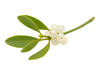 Isolated sprig of mistletoe with green leaves and white berries for festive decorations
