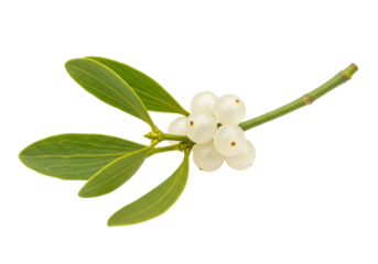 Isolated sprig of mistletoe with green leaves and white berries for festive decorations