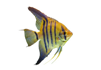 Isolated angelfish with yellow and black stripes facing right, ornamental pet shop fish