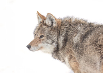 Obraz premium A lone coyote (Canis latrans) isolated on white background closeup in winter snow in Canada