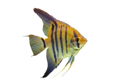 Isolated angelfish with yellow and black stripes facing right, ornamental pet shop fish