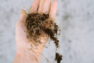 dry garden plant root woman hand