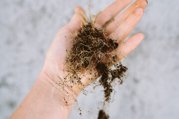 dry garden plant root woman hand