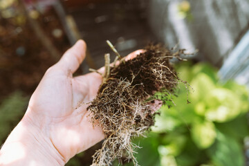 dry garden plant root woman hand