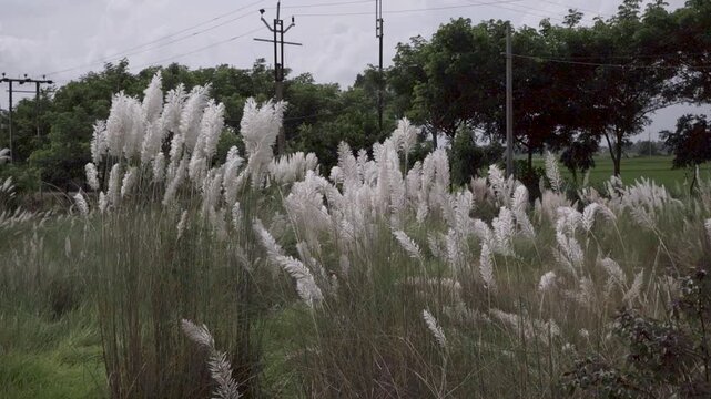 White Kash phul for durga puja