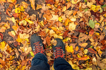 Low angle view of a hiker walking through colorful autumn leaves wearing sturdy hiking boots on a forest trail in nature