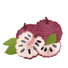 Purple cherimoya (Custard Apple) fruit with leaves.