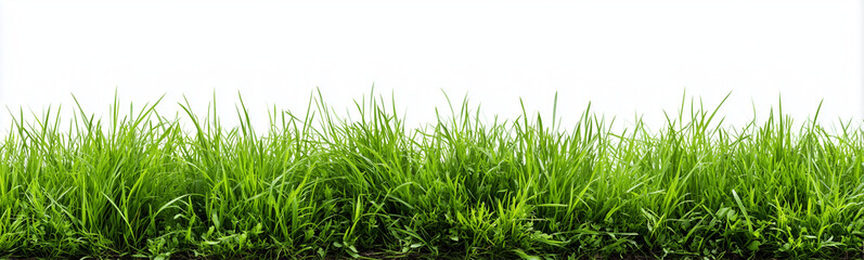 Fototapeta premium a horizontal border of green grass isolated on a white background