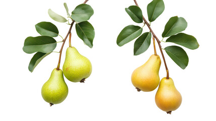 Obraz premium Two pear branches hanging with leaves on transparent background