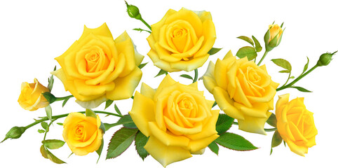 Yellow Rose flowers focus stacking close up isolated for love wedding and valentines day
