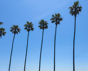 Fototapeta premium Tall tropical palm tree with lush green leaves against a bright blue sky. Exotic summer landscape